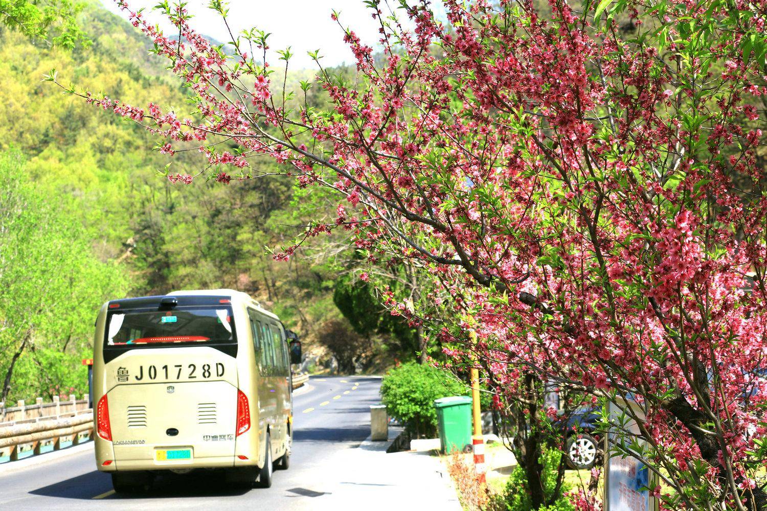 桃花峪里桃花红图片