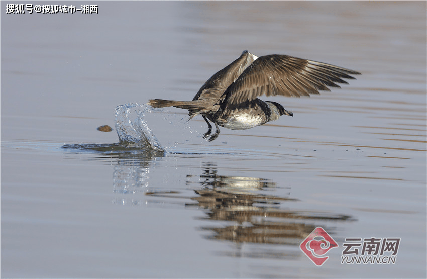 白族自治州剑川县剑湖每年的11月至次年3月是念湖的最佳观鸟季赤麻鸭