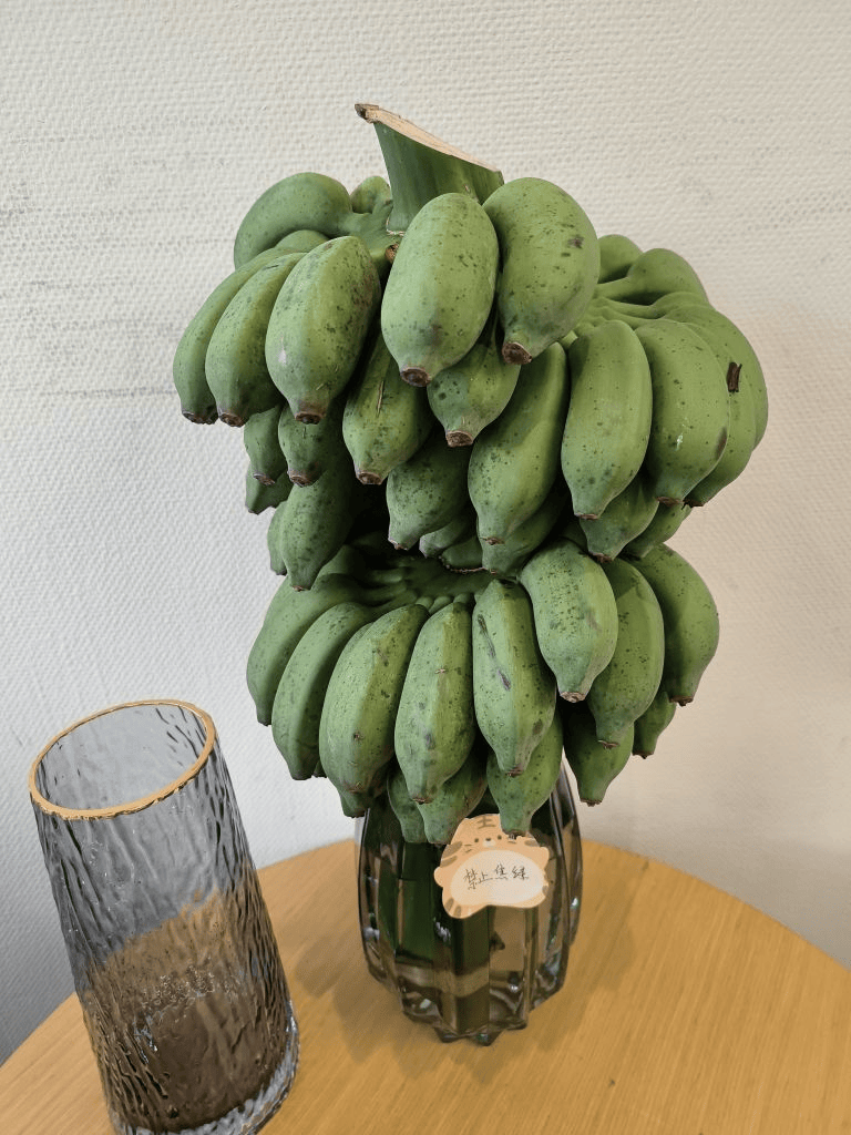 网友:"禁止蕉绿"被爸妈一起联手干掉了_焦绿_香蕉_姑娘