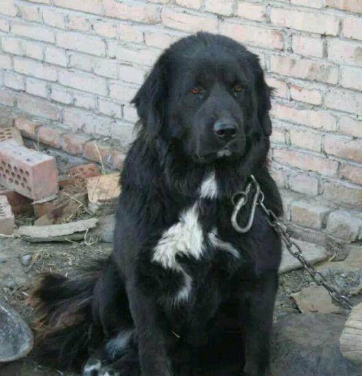 原创还在吹藏獒现在流行的是哈萨克牧羊犬比藏獒好过百倍