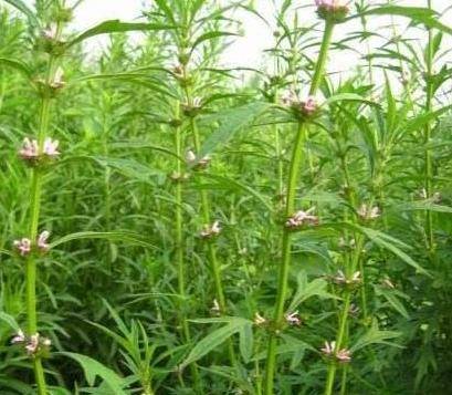 益母草_时候_微量元素