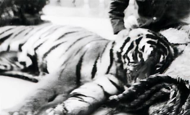 一生打死305只老虎,到死也不透露秘药配方_猎虎_我国_弓箭