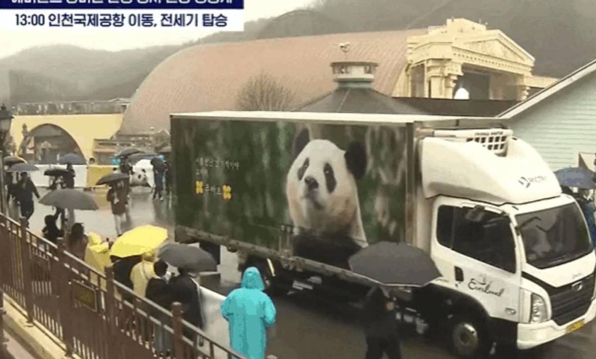三星推出"福宝旅行套餐",韩国人竟怀疑中国拿熊猫敛财?