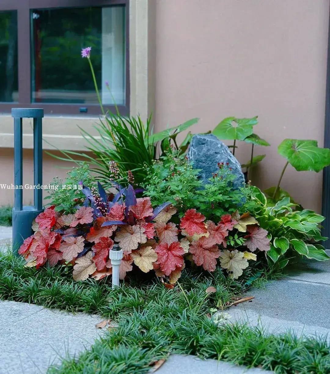 拯救阴暗角落:推荐这些耐阴植物让你的庭院告别光照困扰!