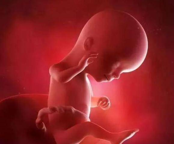 怀孕2个月胎儿大图片图片