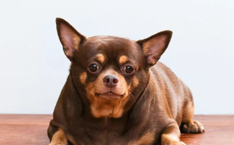 狗狗的糖尿病不是洪水猛兽,日常护理才是最重要_体重_胰岛素_饮食