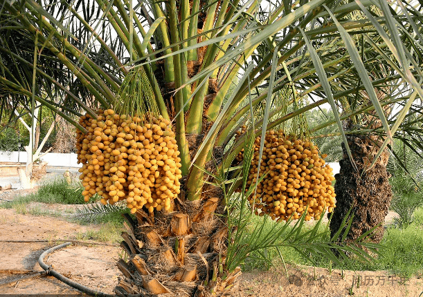 每天了解一个繁华城市—伊拉克·巴士拉