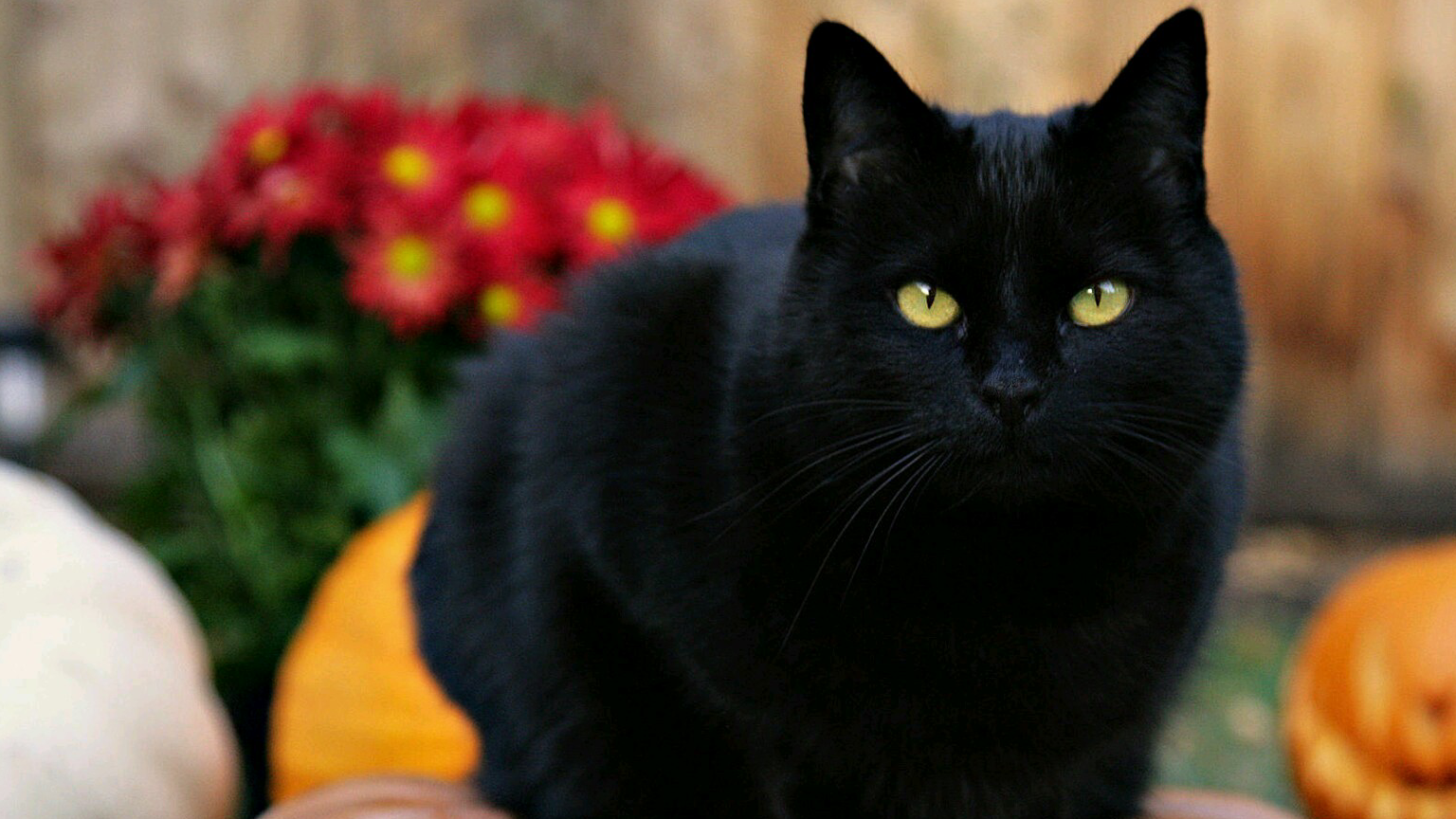 猫主子一念之间天使变恶魔,铲屎官吓懵:你过来,我不会放过你的