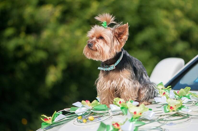 哪些小型犬便宜又好养?十大便宜又好养的小型犬
