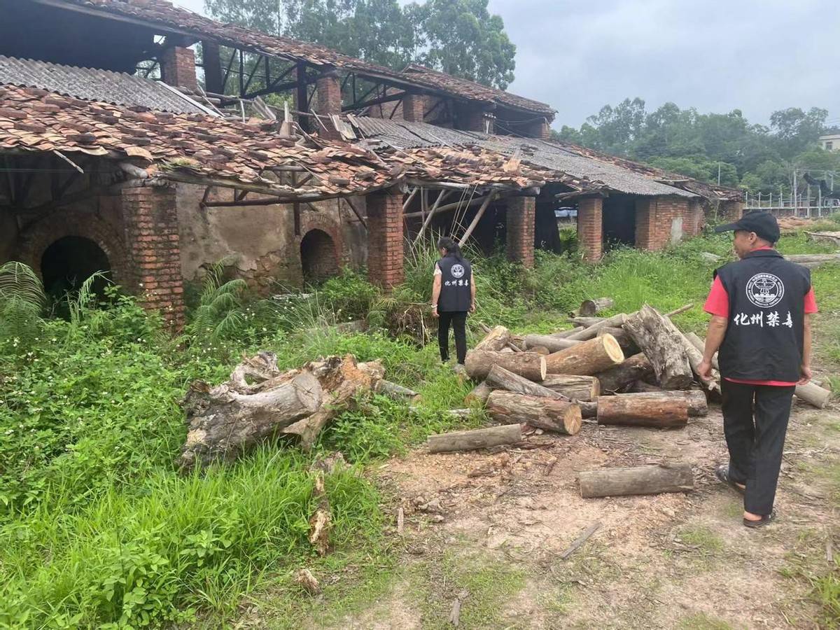 化州市林尘镇开展"绿美林尘·禁种铲毒"活动