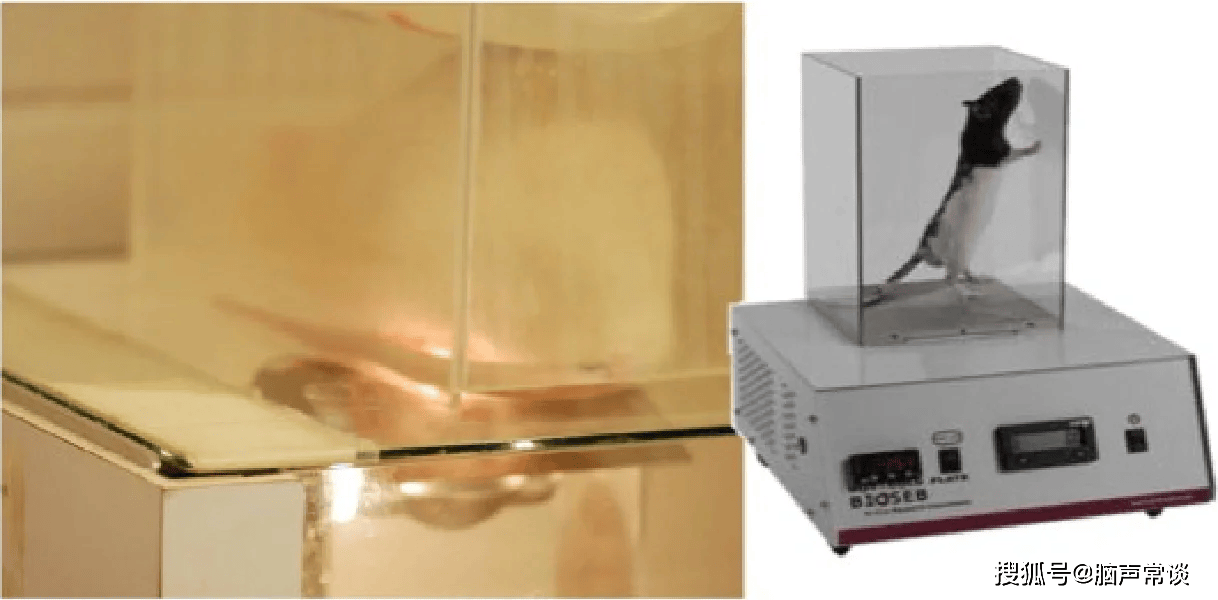 动物_反应_爪子