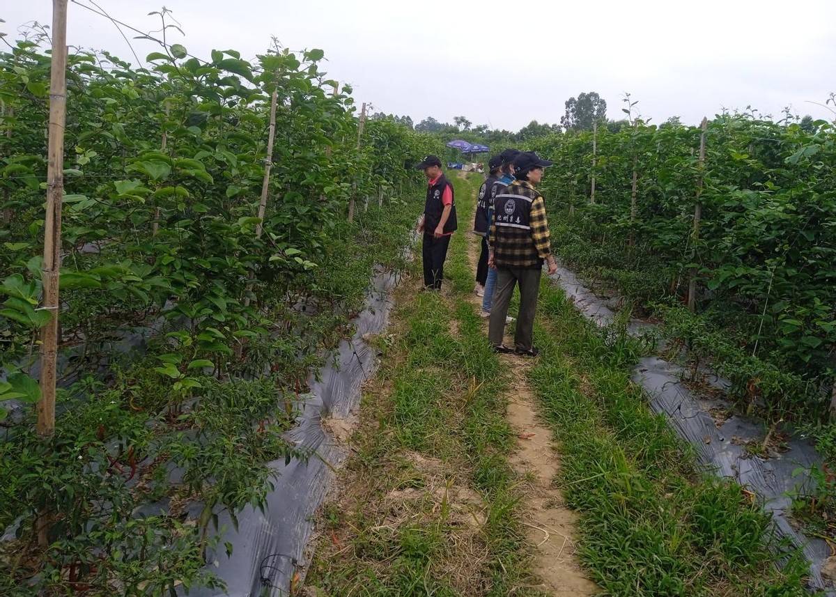 化州市林尘镇开展"绿美林尘·禁种铲毒"活动