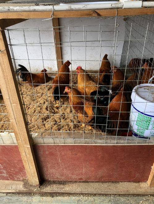 阳台养鸡无臭味,发酵床助力健康养殖