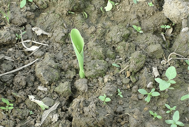 玉米除草剂_玉米除草剂打什么药_玉米除草剂