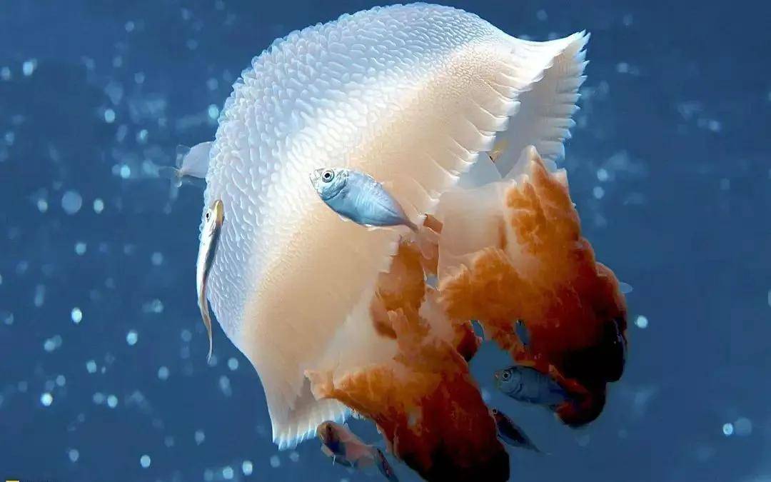 海洋里的仙子—水母