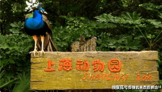 上海幼儿园教师招聘_上海幼儿园幼师招聘_2021年上海幼师招聘