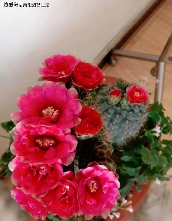 仙人球绯花玉,很适合懒人养护,价格便宜,开花频率高