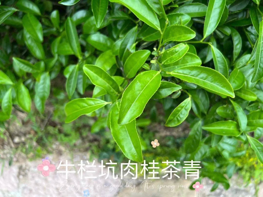 武夷岩茶正岩茶采摘时间表来了,武夷岩茶品种何时采摘,一手掌握