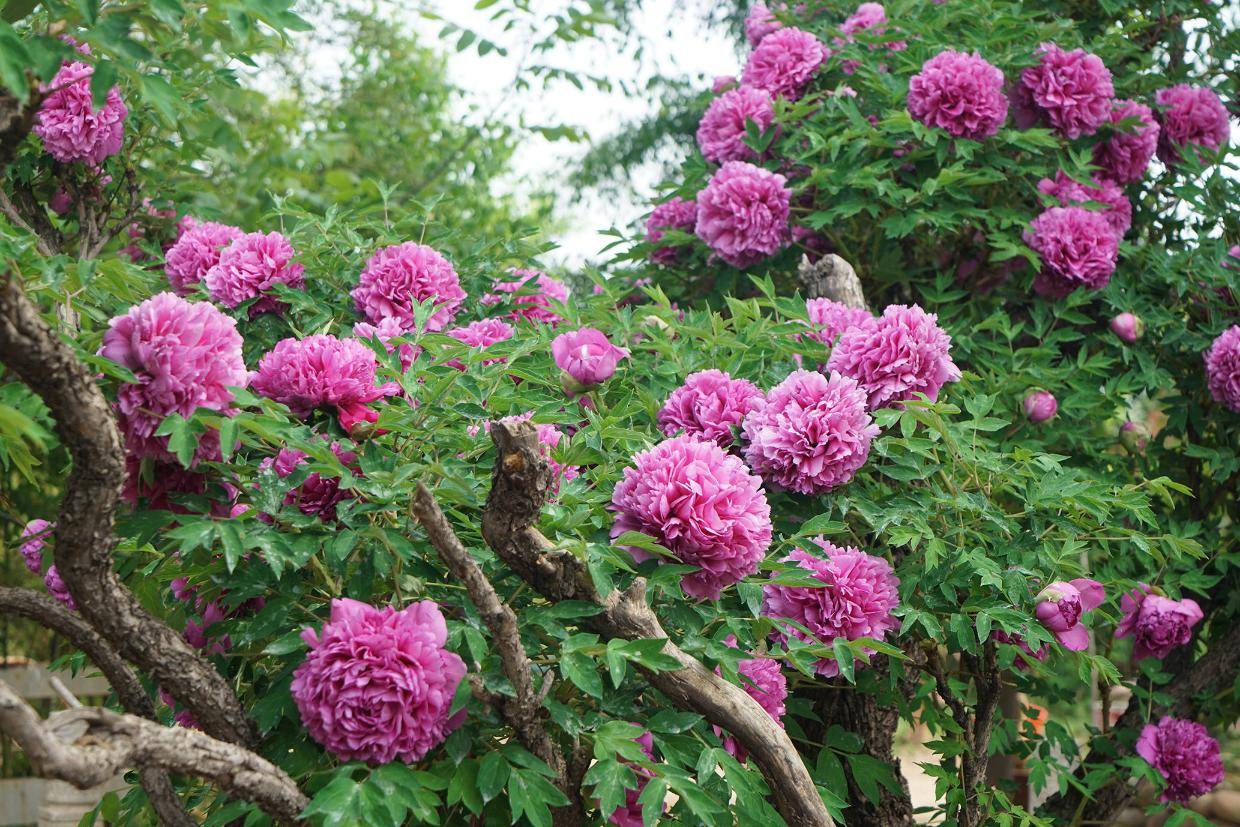 洛阳孟津千年牡丹王 贾滹沱诚裕园艺花正茂