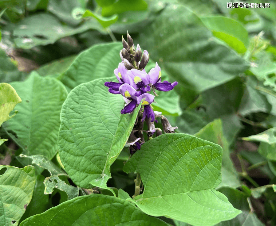 葛根_葛花_植物