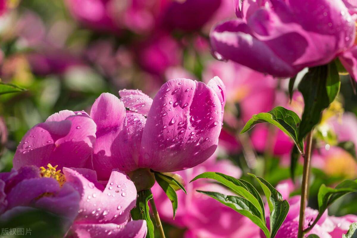 壁纸 花 桌面 1200_800