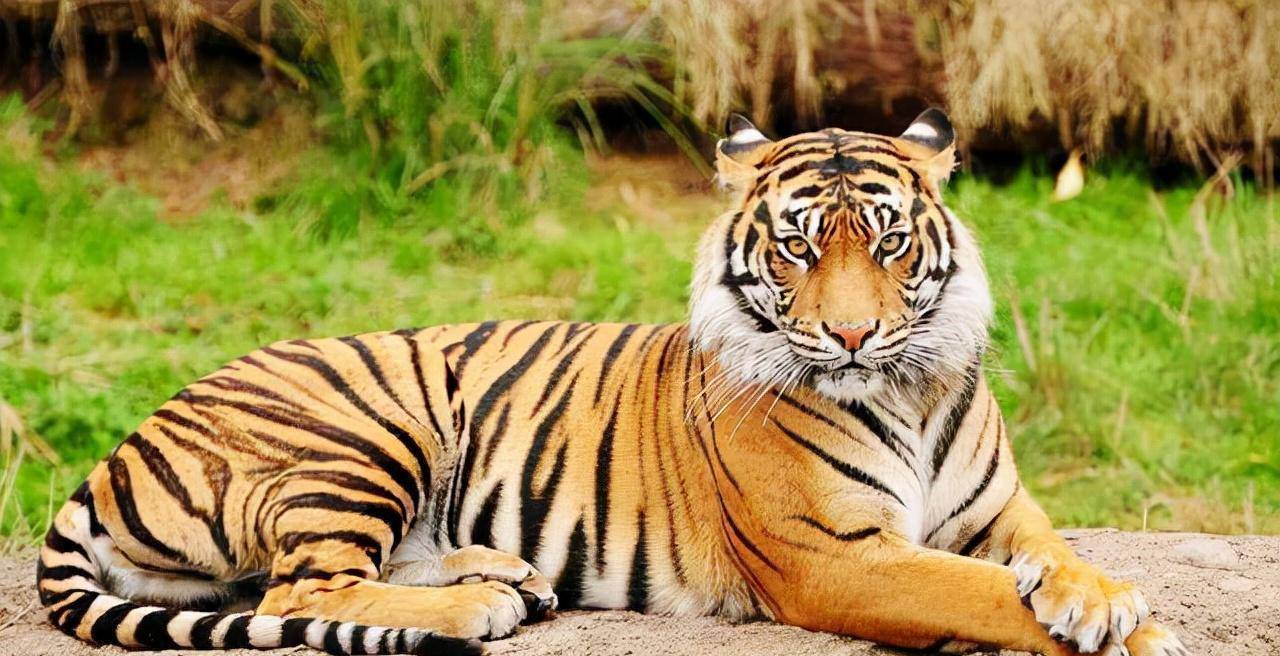 2008年,农民周正龙拍"假老虎"入狱,出狱后养蜂,年收入超10万