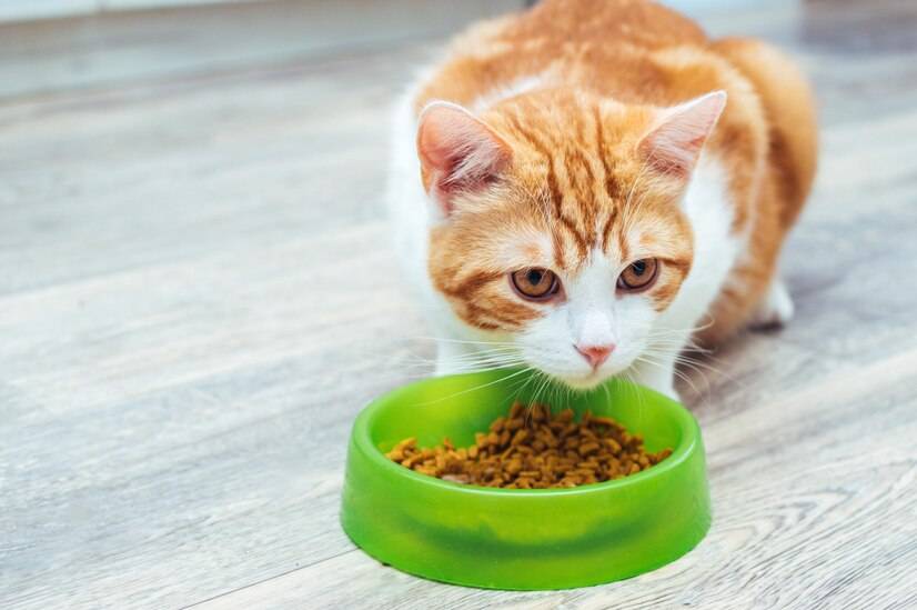 怎么判断自己所选的猫粮是否适合控制体重的猫 猫咪减肥怎么选猫粮