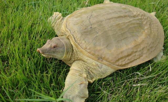 因为一口甲鱼汤,一国之君白白丢掉了性命,这汤得有多美味?