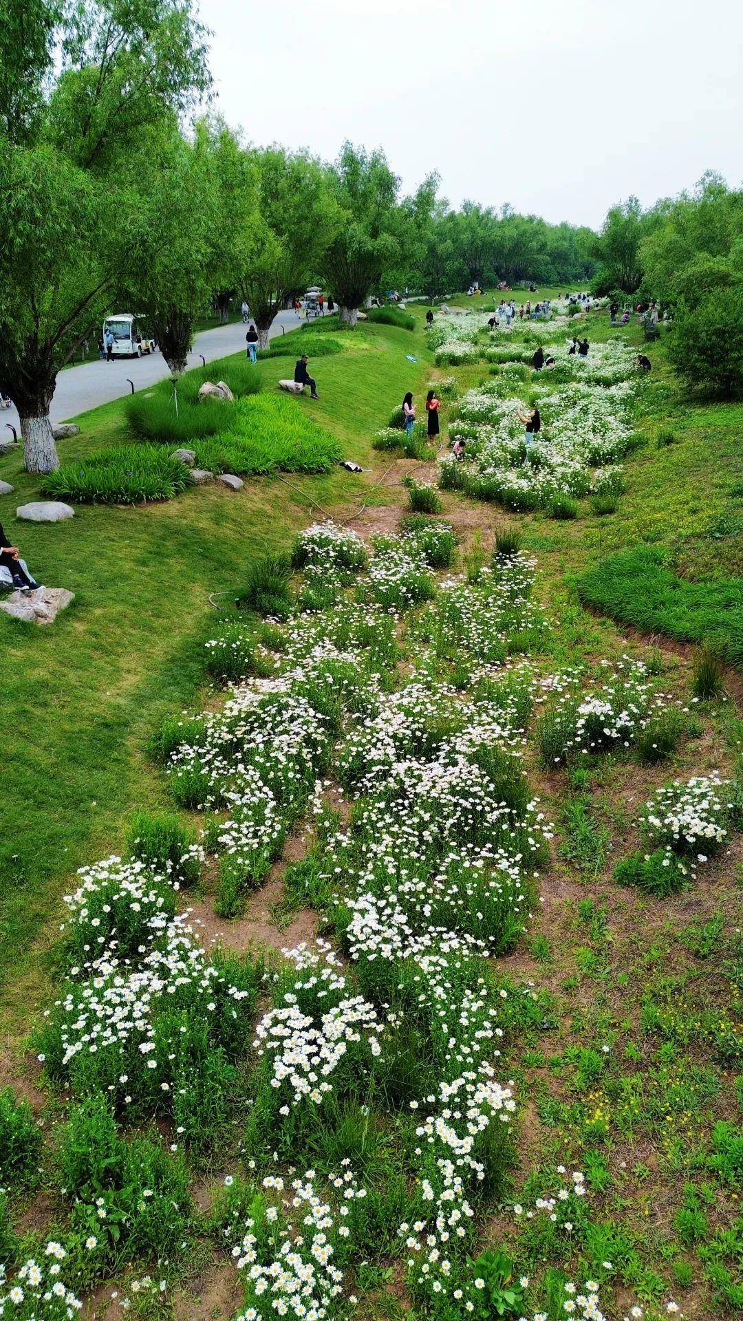 汉长安城遗址公园白色雏菊花已到盛花期,这里才是西安人的后花园