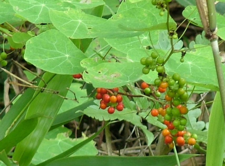 农村这种爬藤野草