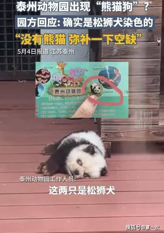 松狮染成熊猫图片图片