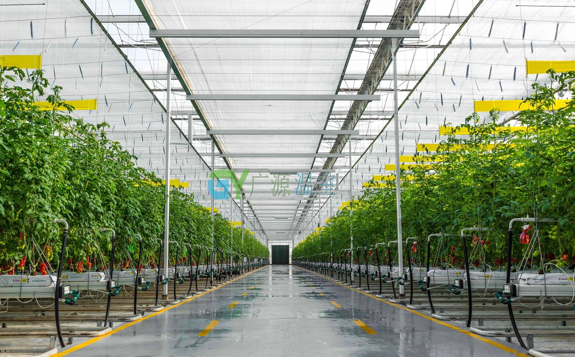 智慧纹络型荷兰玻璃温室大棚多少钱一个平方米