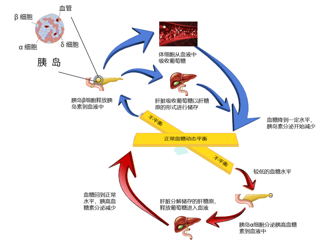 胰岛细胞结构图图片