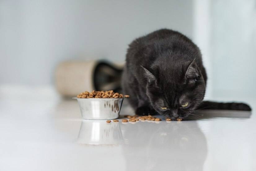 猫咪对猫粮的需求还不一样 什么 怎么根据猫咪的情况选猫粮