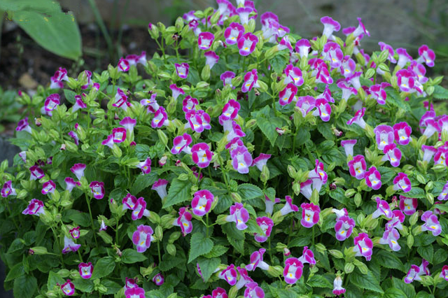 观赏植物广泛分布时间各地,我国南方大部分地区有栽培,北方多为盆栽