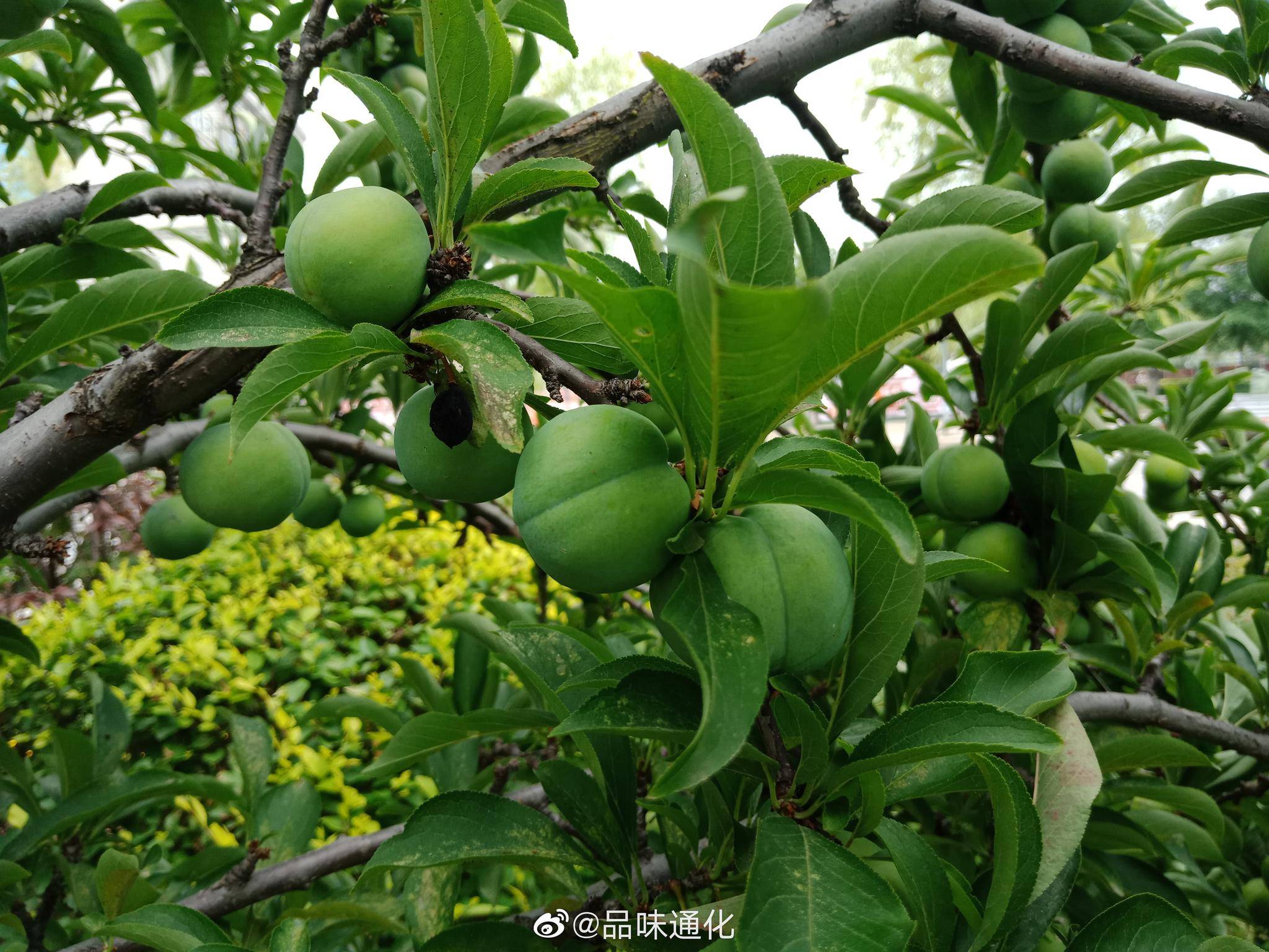 "李子树下埋死人!"李子真不能多吃?有无科学依据?