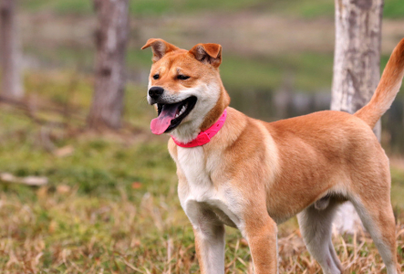 8000块钱才能买一只泰迪,可一只土狗才卖10块钱,你会买吗_田园_中华