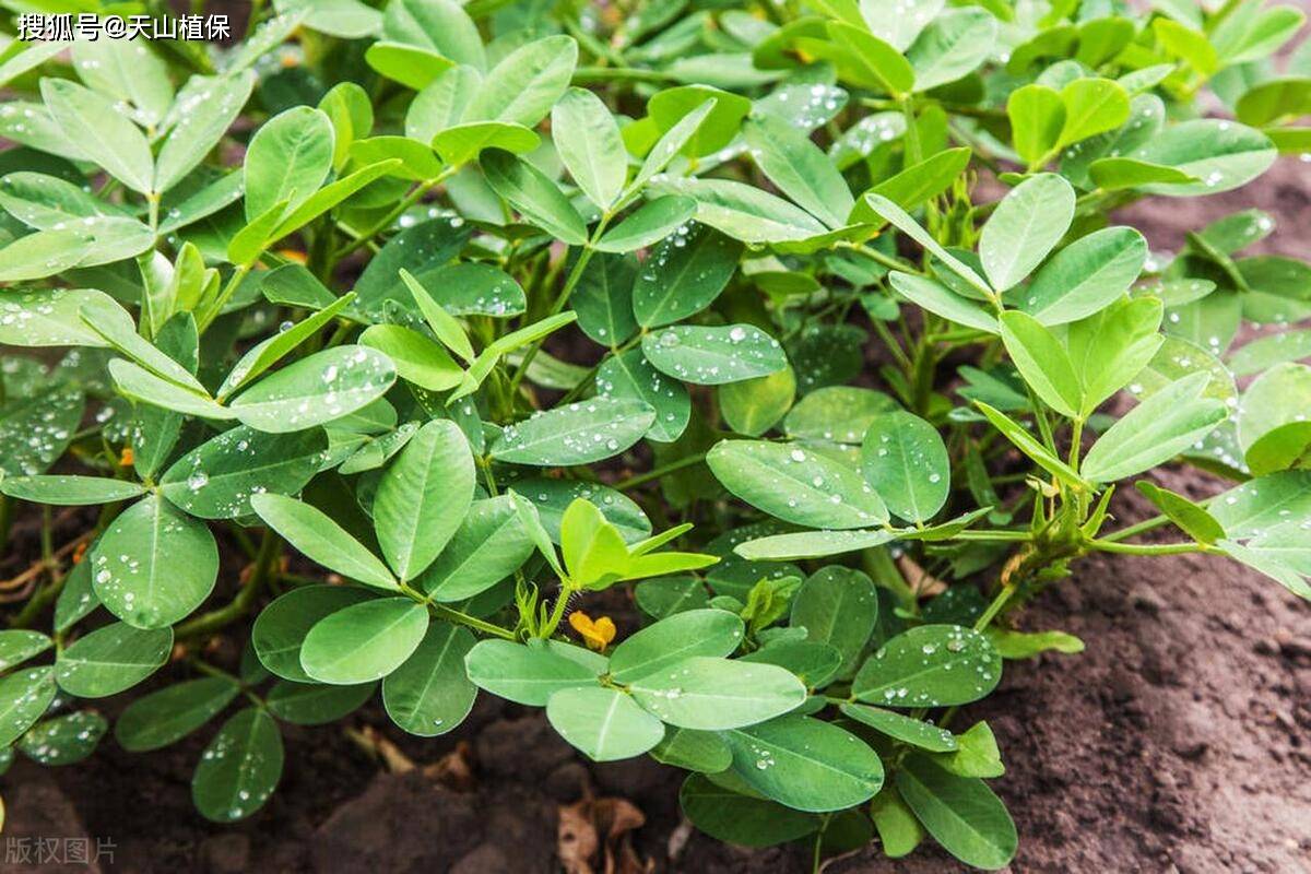 花生苗的种植方法全过程