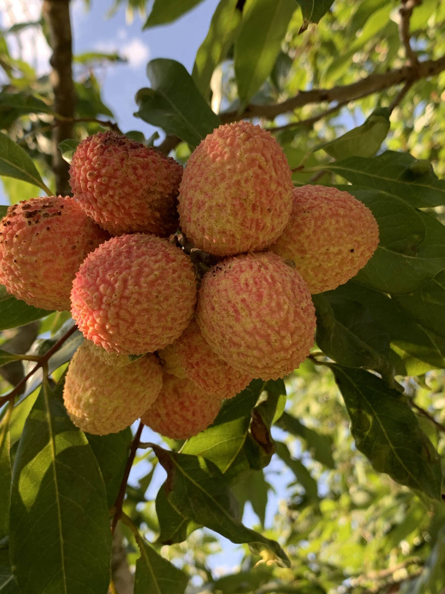 冷冻荔枝,冻眠10个月的荔枝依然鲜美,四季鲜果的利与弊