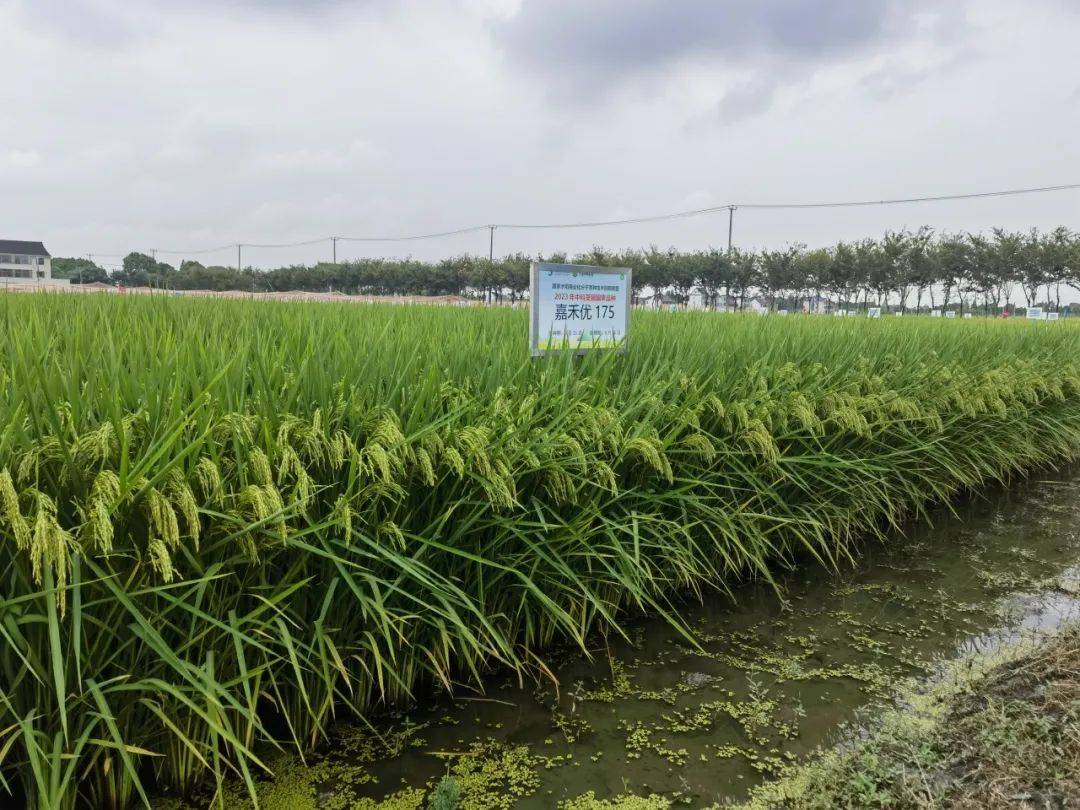 这是该品种前不久在第四届中国南方粳稻主产区优质水稻新品种/品系