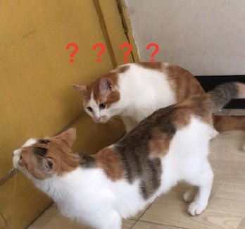 当你觉得你家猫很沙雕的时候,不用怀疑,它可能真的是弱智