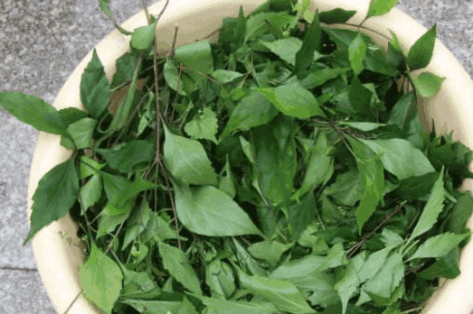 农村有种树,人称"观音柴",叶子能做豆腐,夏天不吃可惜了_树叶_草木灰