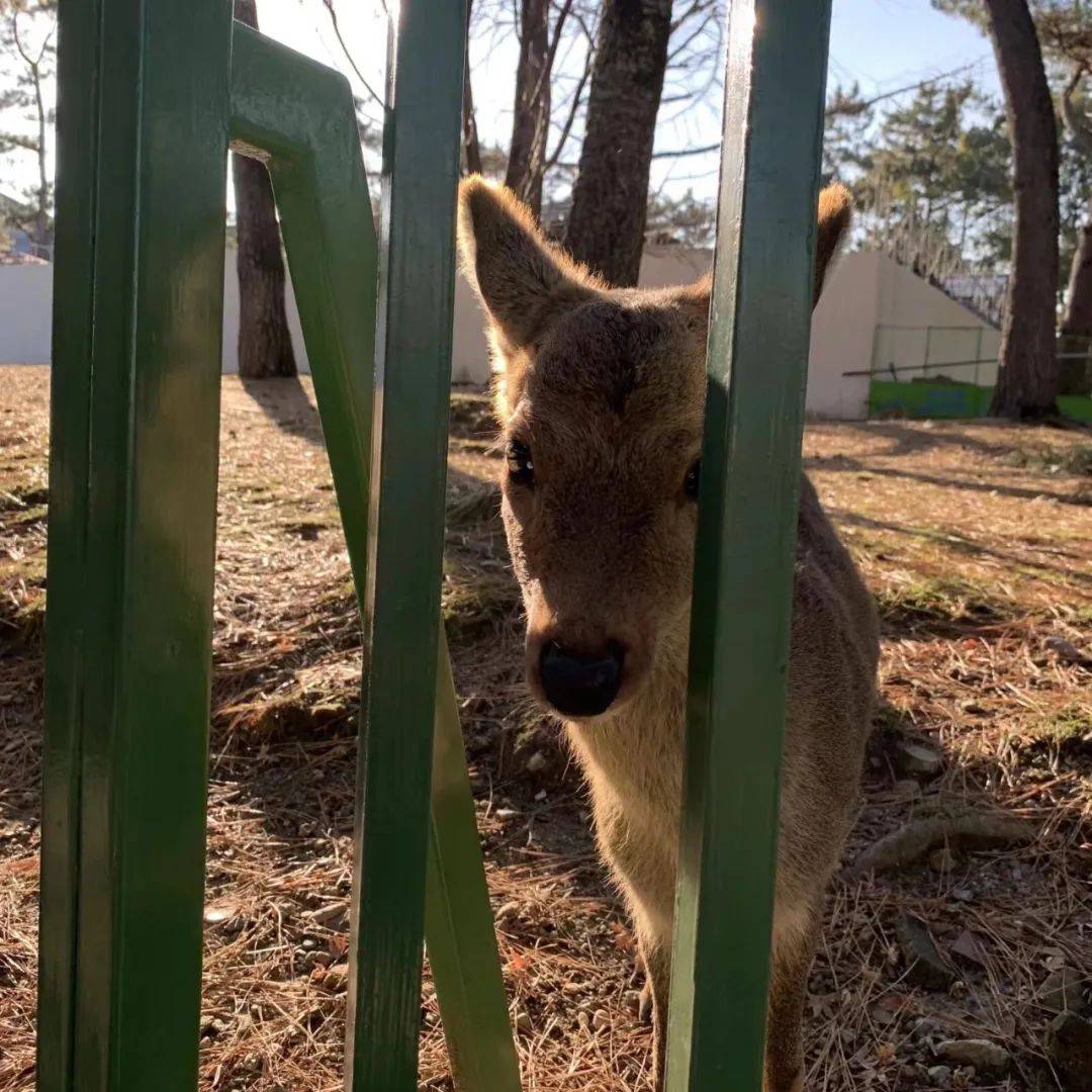 来日本三个月合格国公立艺大|京都市立艺大染织设计修士合格分享