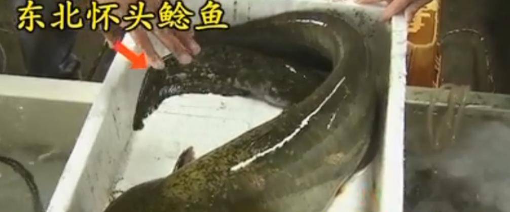 但广州的鲶鱼不一样,他们是大口鲶鱼,更适合南方水温,而且生长速度快