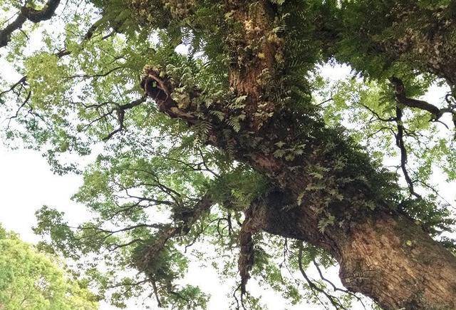 有我童年的梦想,还有让我魂牵梦萦的千年古樟_山村里_樟树_时候