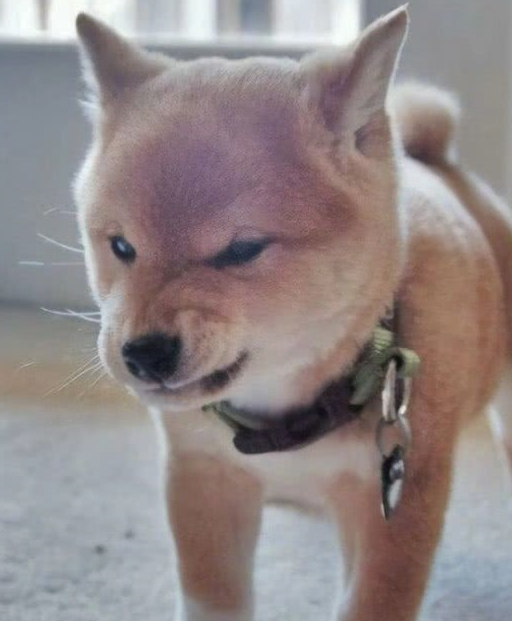 微笑柴犬成团宠,每天卖萌搞怪哄主人开心,墙都不扶就服小柴