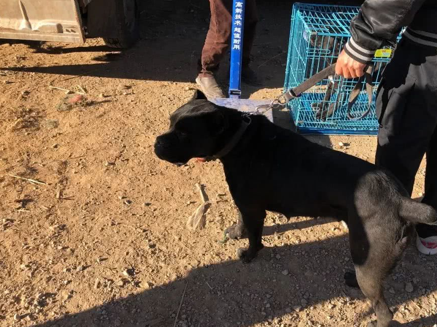 说到凶悍的犬种,大家最先想到的基本都是比特犬,藏獒之类的进攻性非常
