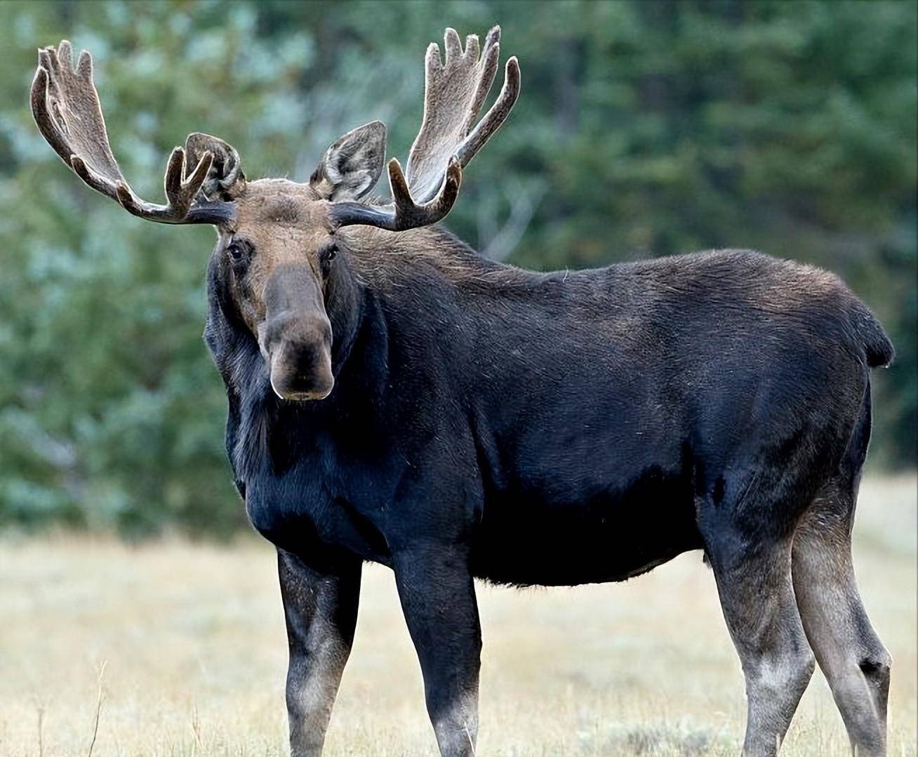 金睛兽"的驼鹿:国外大肆捕猎,却是国内重点保护动物