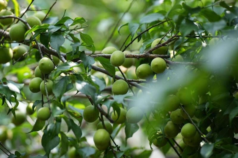 梅见助力福建诏安青梅产业发展突围:推行手工采摘 力促稳产增收