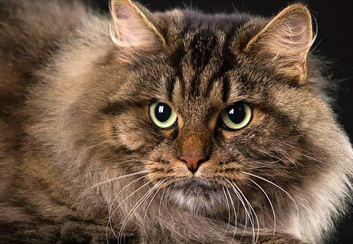 猫咪知识:猫脑如何与人脑相比